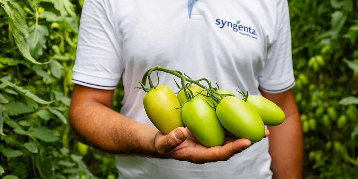 Syngenta presenta Baroncino, il San Marzano per l’areale campano